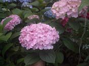 macrophylla